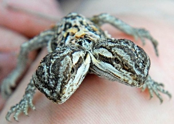 埃文斯自行培植出双头蜥