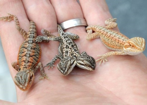 双头蜥(中)2个头部可独立活动