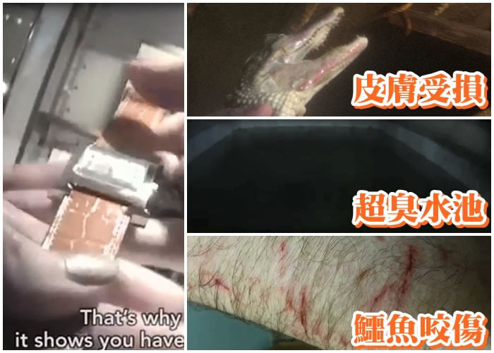 鳄鱼住的臭水池(右中图),员工遭鳄鱼咬伤(右下图),鳄鱼有皮肤问题(右上图)。鳄鱼表会被制成表带(左图)。(PETA图片)