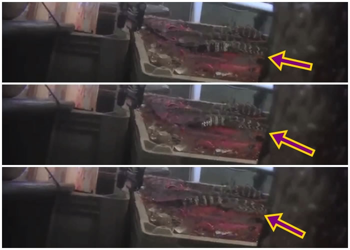 鳄鱼被放到浸满血水的水缸时,还在动。