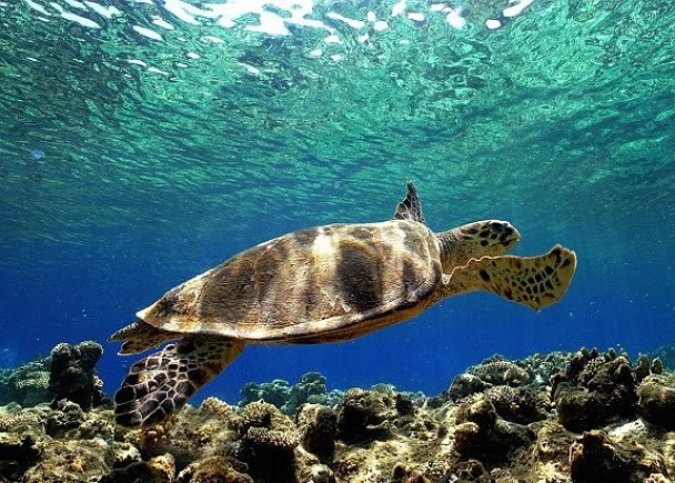 ʱڹ걳ϵĿǣΪ˿ˮеĸýɡ