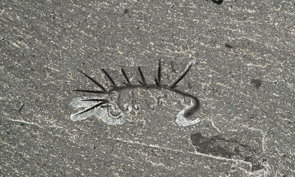 加拿大伯吉斯页岩5亿年前怪诞虫的新化石材料