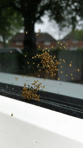 英国近日出现大量十字园蛛