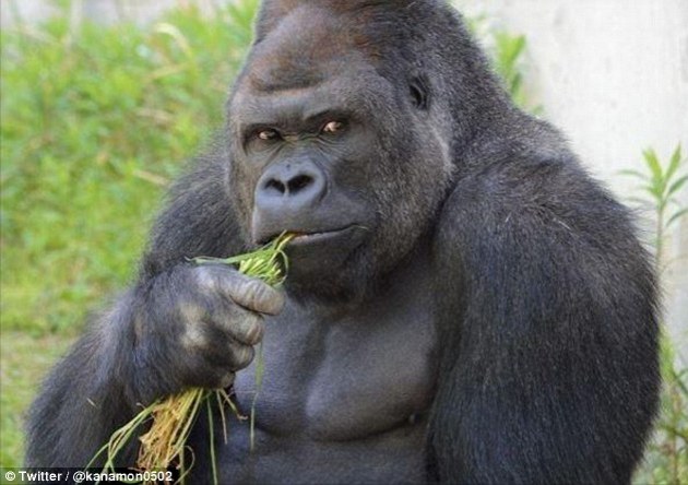 日本名古屋东山动植物园大猩猩“沙巴尼”Shabani成为女性心目中的万人迷