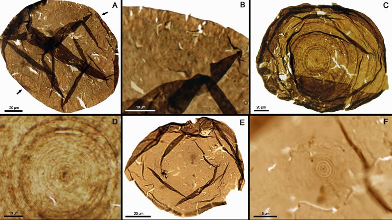 汝阳群Valeria lophostriata的光学显微镜观察,显示保存精美的同心状纹饰结构。图B、D和F分别为图A、C和E的局部放大