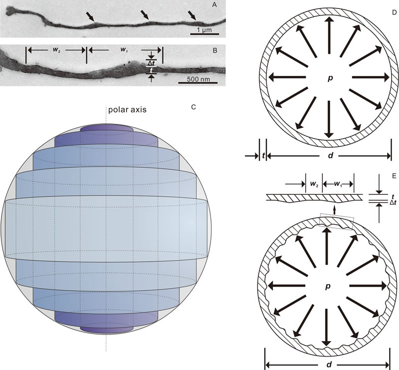 汝阳群Valeria. lophostriata的透射电镜超微结构(A和B)、反应-扩散模型(C)和生物力学分析(D和E)