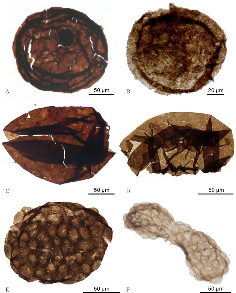 淮北地区沟后组有机质壁微体真核生物化石