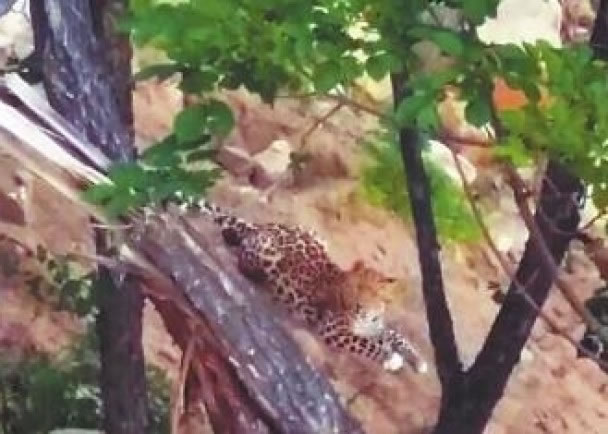 һֻ����������ɽ����