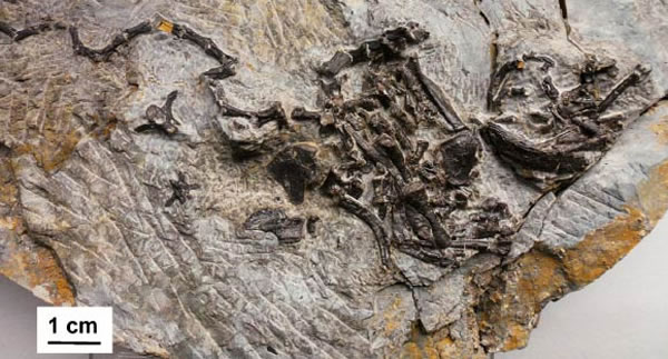 《自然》杂志发表一种曾生活在2.4亿年前的原始龟类“祖龟”