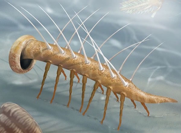 新发现让5亿年前怪诞虫“露脸”