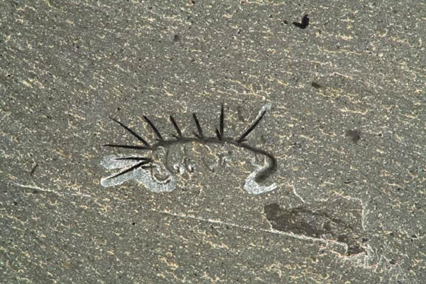 新发现让5亿年前怪诞虫“露脸”