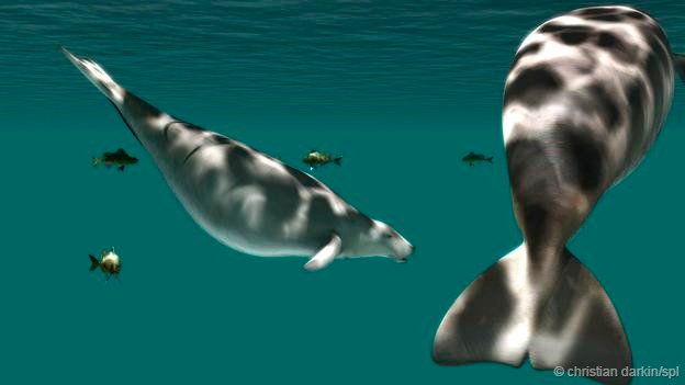 因人类捕杀而灭绝的海洋巨兽大海牛(巨儒艮)