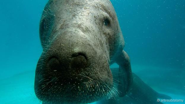 这种海牛名字是“大海牛”,也被称为巨儒艮、斯特拉海牛。它们已经灭绝了近250年,许多人也忘记了曾经有这么一种巨大的动物存在过,更不知道它们是如何灭绝的。