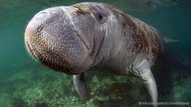海牛目的4个物种都长着浑圆的身体,口鼻朝下,长着类似船桨的鳍状肢,尾巴扁平。然而,大海牛的体型比它们大得太多了。大海牛能长到10米长,不同的数据来源显示,它们的