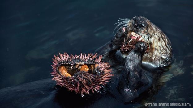 第一次对大海牛的科学记录直到1741年才出现。当时,著名探险家维图斯·白令所率领的探险队遭遇海难,水手们漂流到了一个与世隔绝、植被稀少的海岛。这个海岛后来被命名