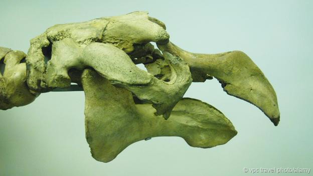 与现生的近亲一样,大海牛也过着群体生活。它们移动缓慢,而且性情温顺,因而成为十分容易捕杀的猎物,大海牛的脂肪层厚达7到10厘米,味道尝起来像杏仁油——这可能是它