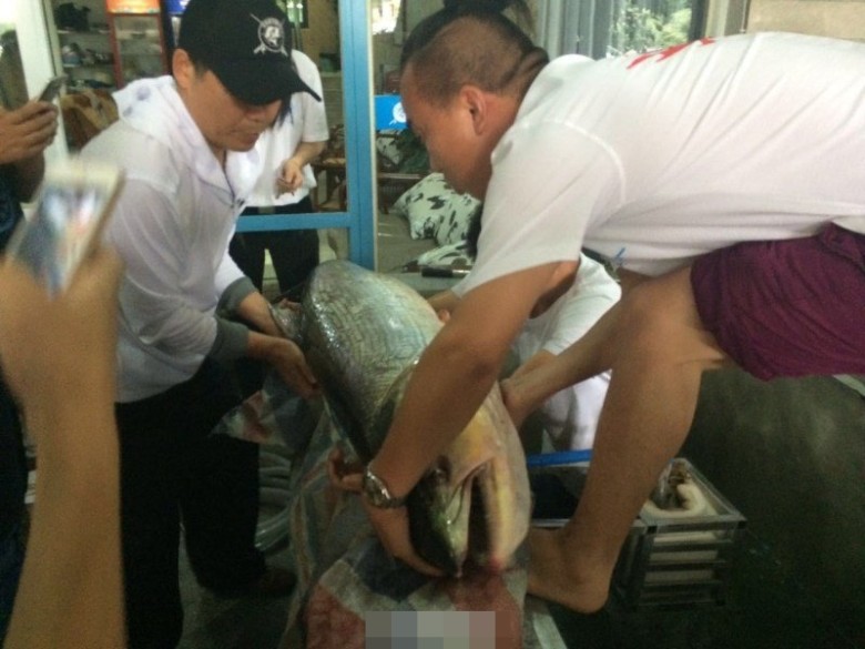 大鱼重约49公斤