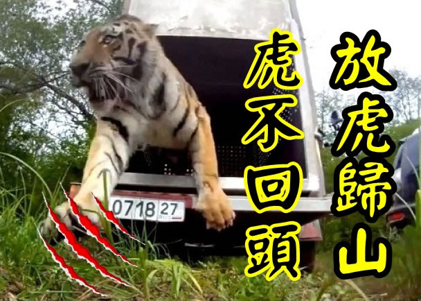 老虎一下子跳出车外