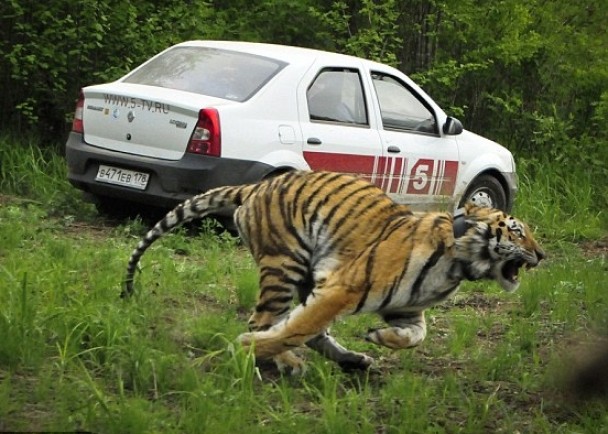 它头也不回地走了