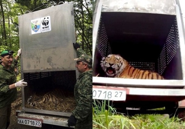 它被放在特制的车子内