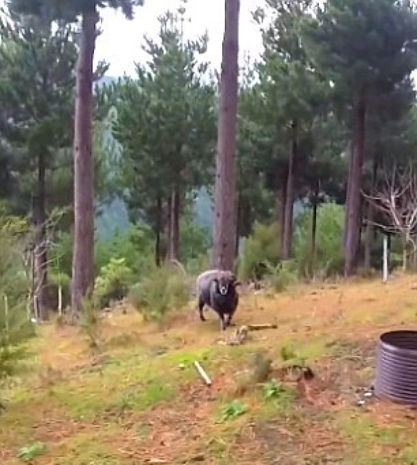 ������Զ�������˻�