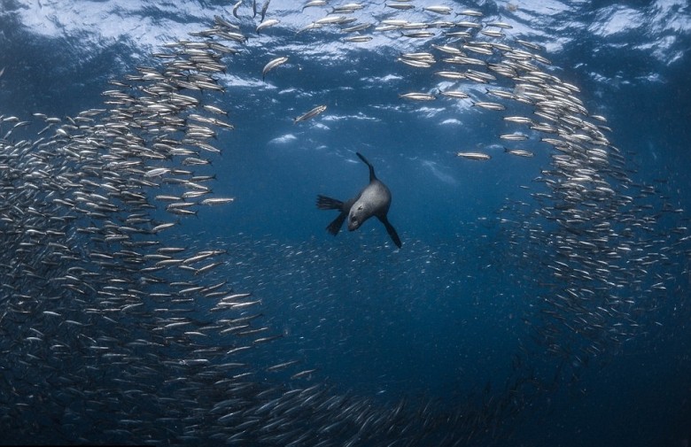 ��ʨ����벶�Դ��