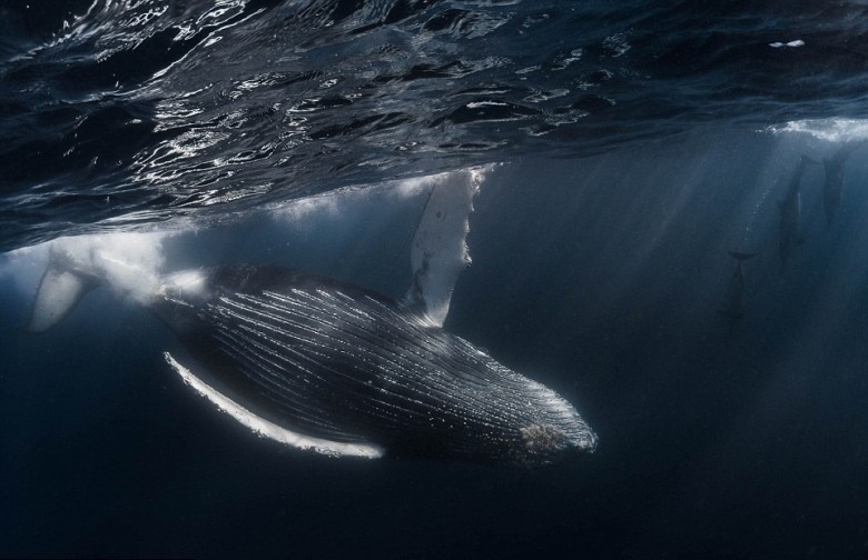 ������Ͷ��ɳ����������ʳ