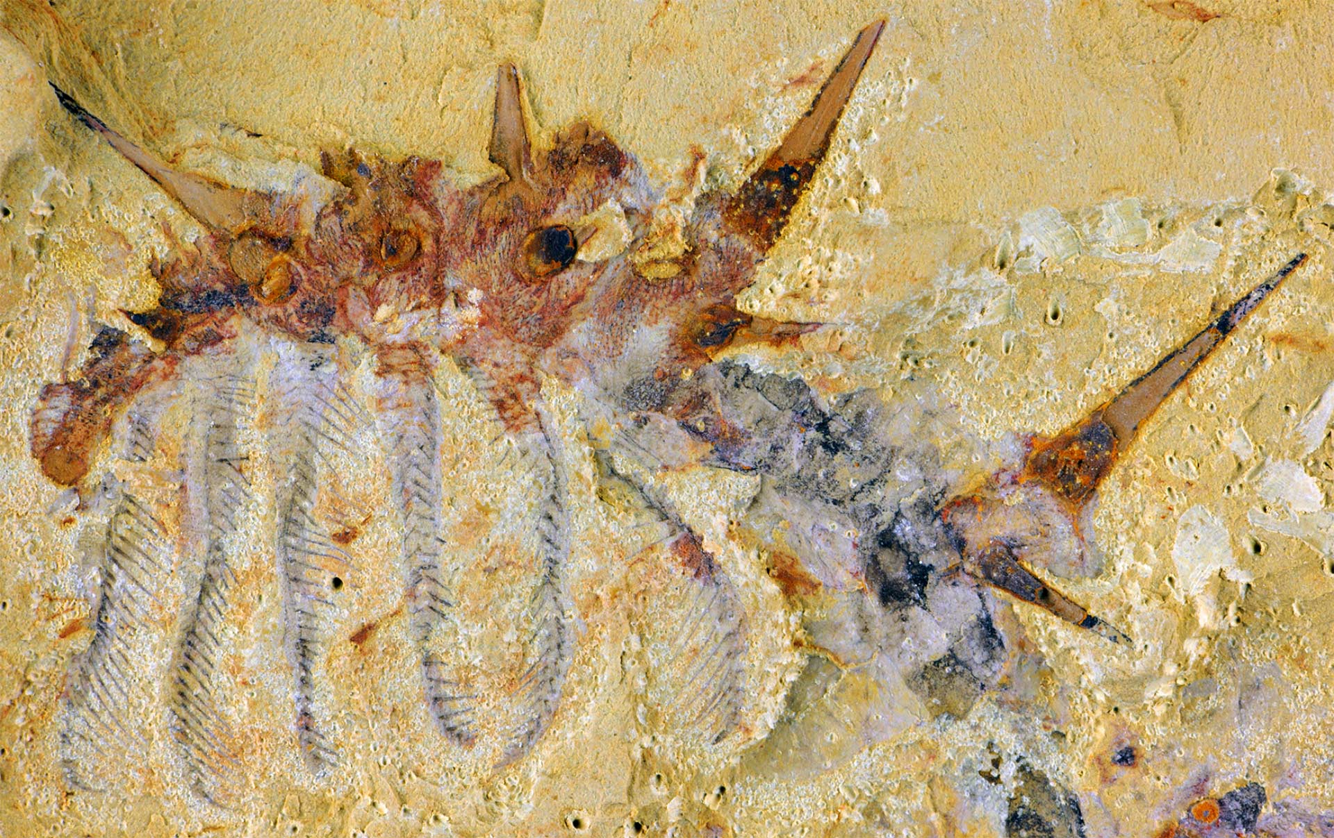 Collinsium ciliosum化石