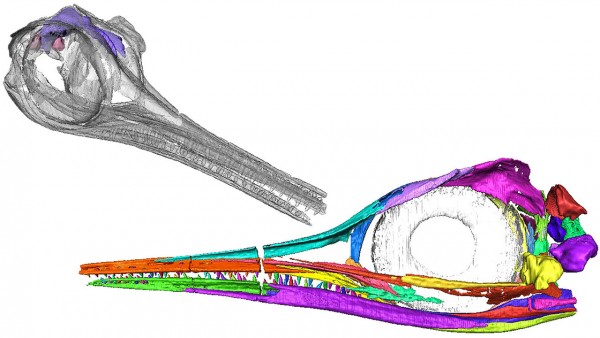 研究人员对Hauffiopteryx鱼龙头骨进行三维数字重建 创造出它的大脑“鬼影”