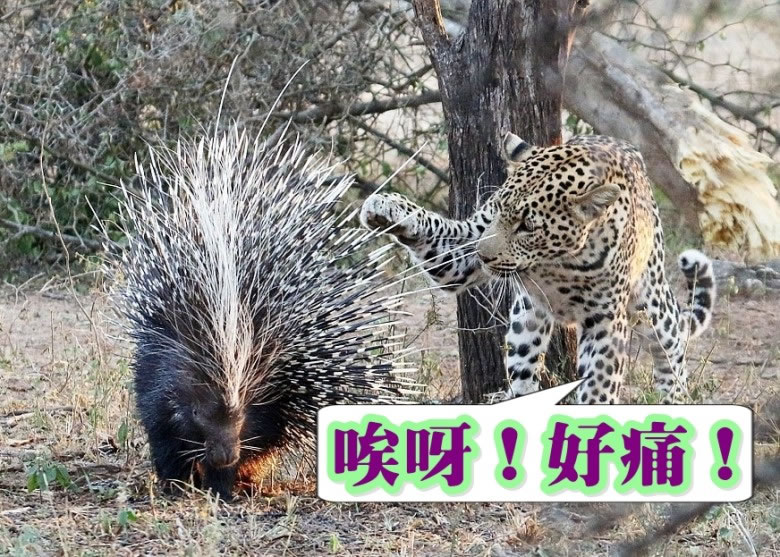 ������צ�������̵ļ���