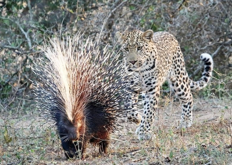 ������ǰ���ߣ������ಽ������