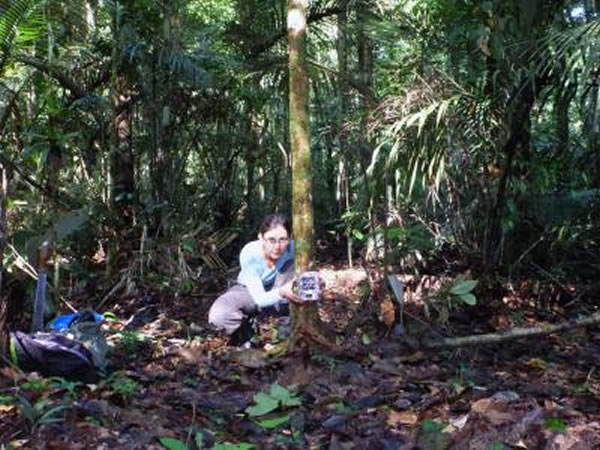 Maíra Benchimol正在设置一个照相机陷阱