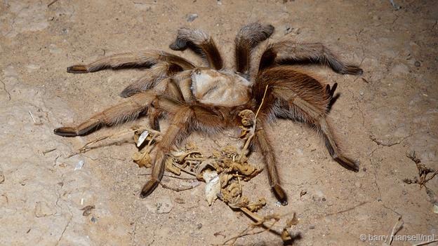 ī𱳣ѧAphonopelma chalcodes