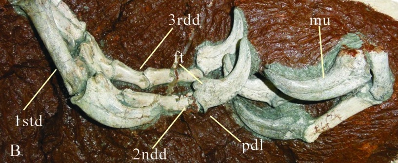 江西赣州晚白垩世地层中发现新的窃蛋龙化石——赣州华南龙