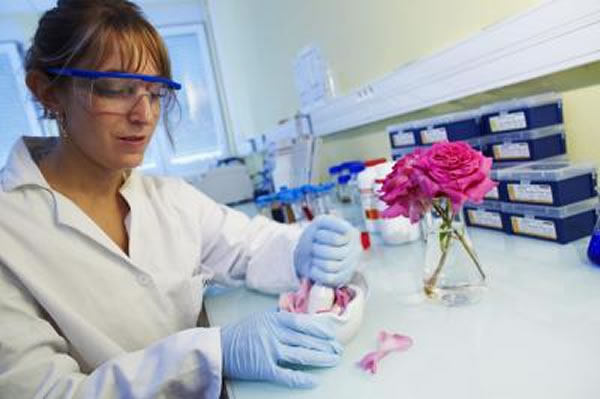 玫瑰花瓣的萃取