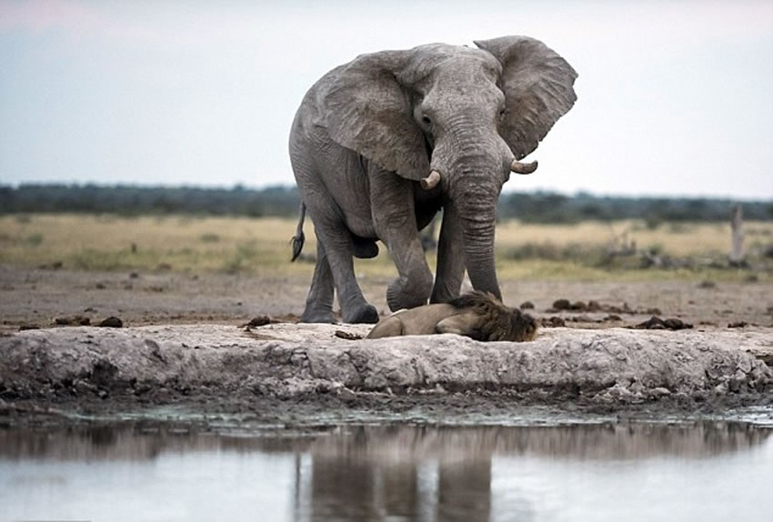 非洲博茨瓦纳口渴雄狮在水潭前喝水险遭大象踩死