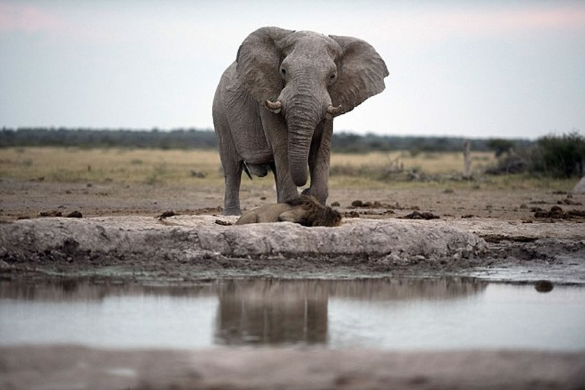 一只大象默默从后面走了过来