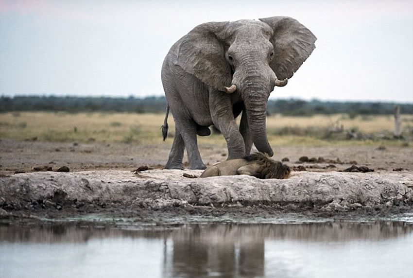口渴的狮子从水坑中饮水,并没有注意到大象从后面接近它