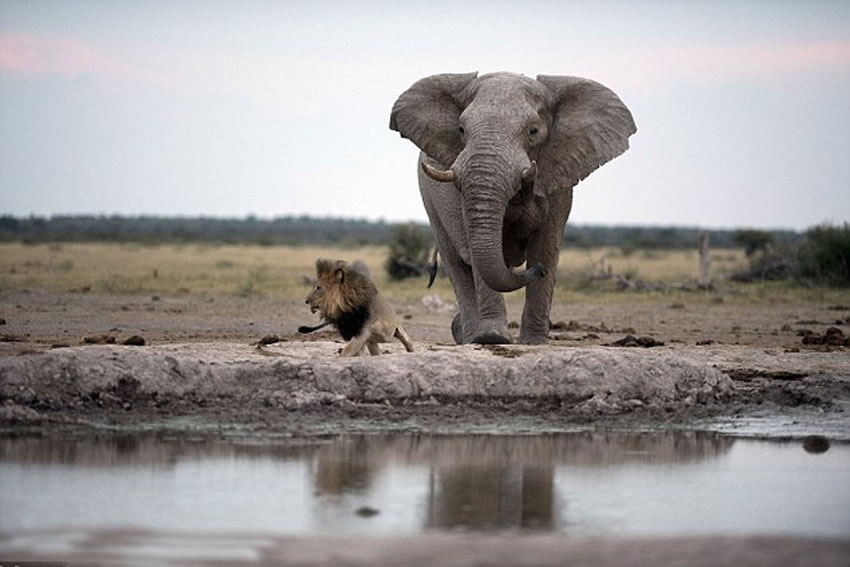 雄狮发现头顶是大象脚底板,立刻溜之大吉。