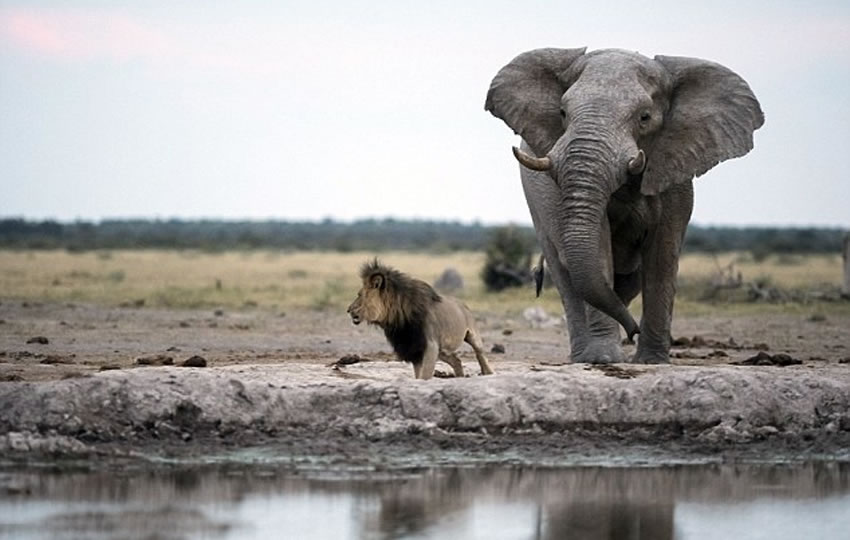 雄狮虽然姿势狼狈不堪,但好歹捡回一条命。