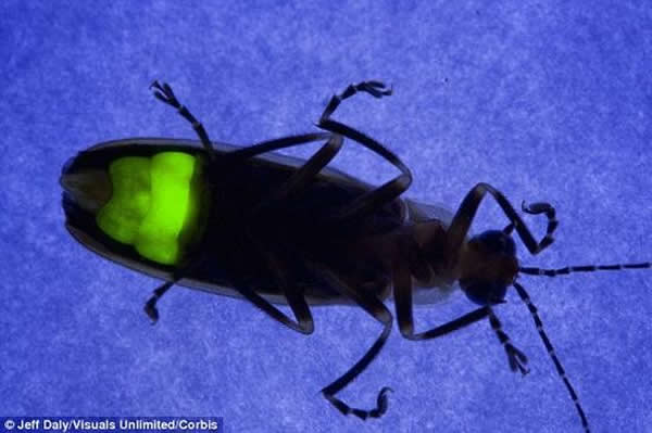 耶鲁大学、布法罗大学、Hauptman-Woodward研究所以及康涅狄格学院的科学家在前人研究的基础上,阐释了萤火虫的发光机制。对于昆虫,发光的主要作用是沟通