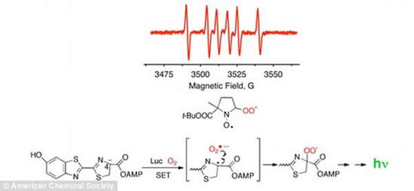 化学家进一步揭示了萤火虫的发光机制,他们认为一个氧电子的转移使萤火虫获得了发光能力(化学反应如上图所示)。