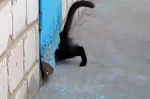 黑猫在情急之下,放弃拖拉,直接钻进去「用推的」。