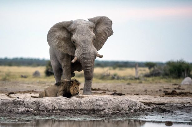 非洲雄狮忘情喝水差点被巨象踩死