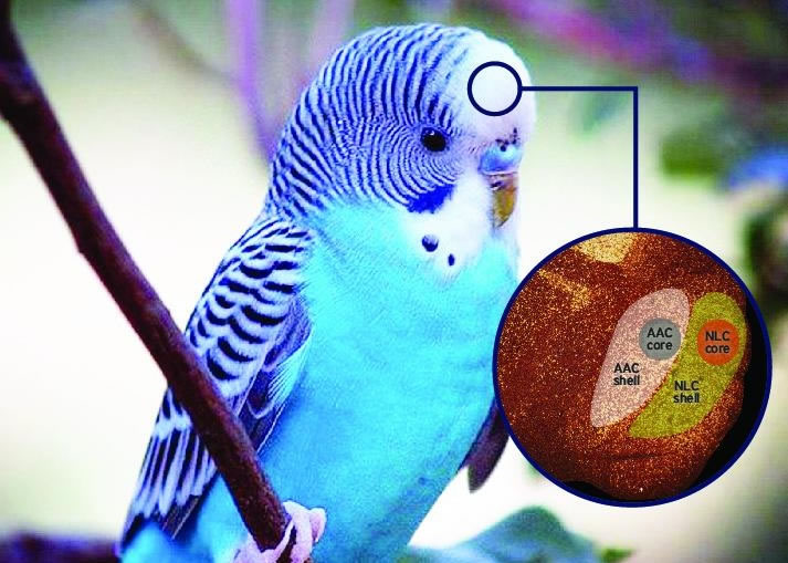 оָĵԲṹͬѧϰģߡ