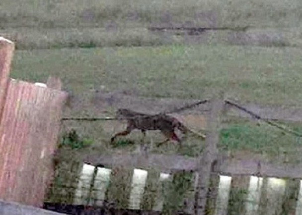 Ӣ������é˹�����ĵ����ش�è