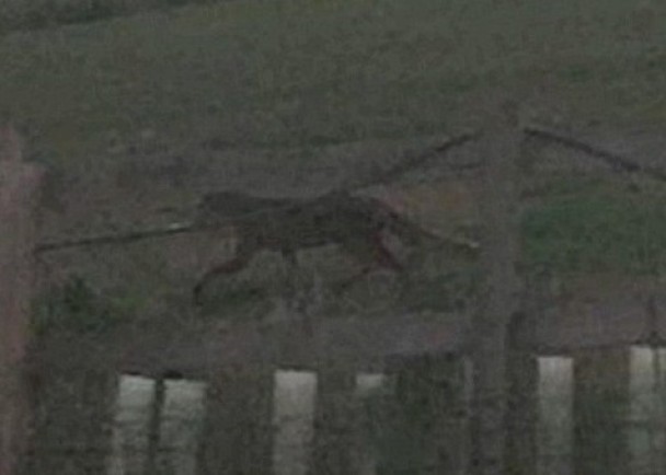 �����Ʋ��è����������ʨ��ɽè�������Ǳ���