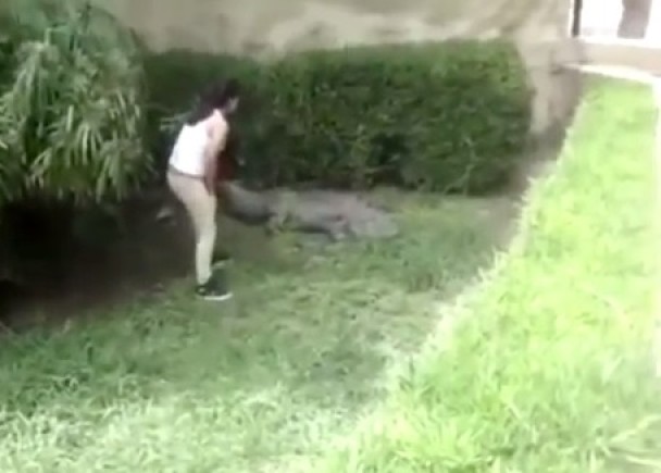 少女靠近鳄鱼,并触摸它一下。