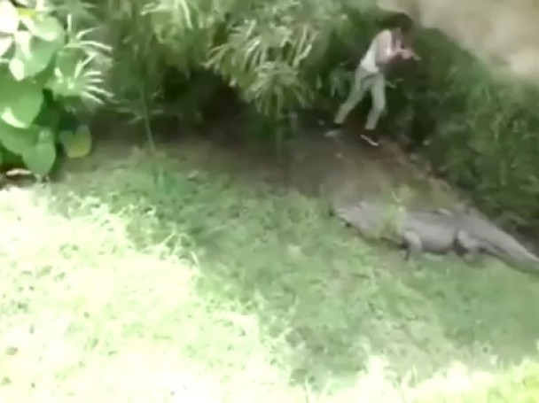 鳄鱼突然移动身体,欲咬向少女,她定神后靠墙逃走。