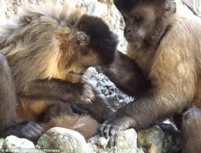 科学家最新观察发现雌性僧帽猴会用一根小木棍作为工具,反复地抠鼻孔,当它打喷嚏时才停止。